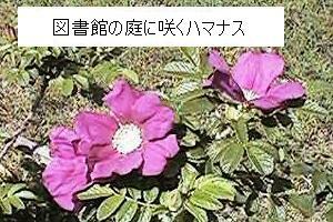 図書館の庭に咲くハマナスの写真